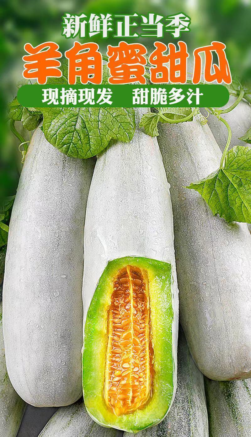 现摘莘县天鲜优选博洋甜瓜新鲜水果当季羊角蜜瓜脆瓜绿肉红壤