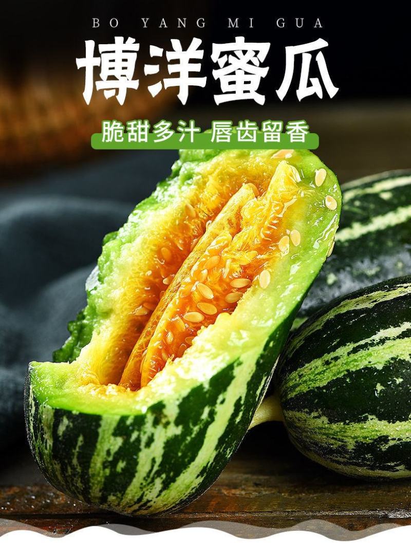 现摘莘县天鲜优选博洋甜瓜新鲜水果当季羊角蜜瓜脆瓜绿肉红壤
