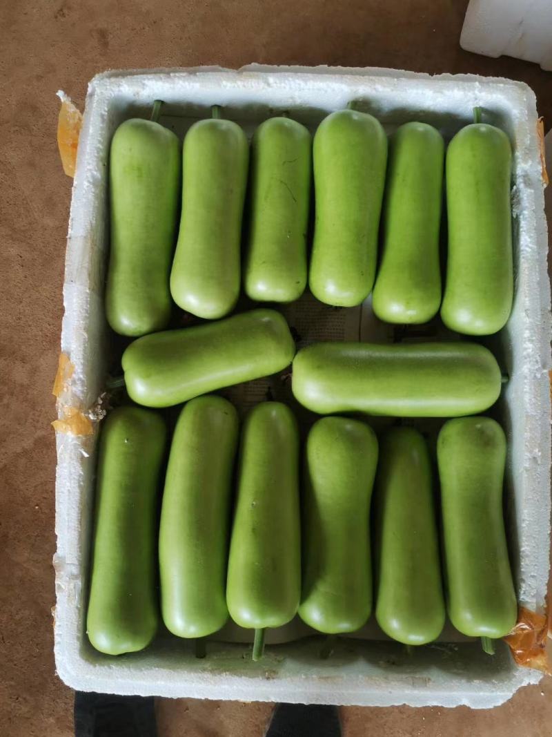福建漳优质瓠瓜，葫芦瓜，蒲瓜一手货源，现摘现卖，货源充足