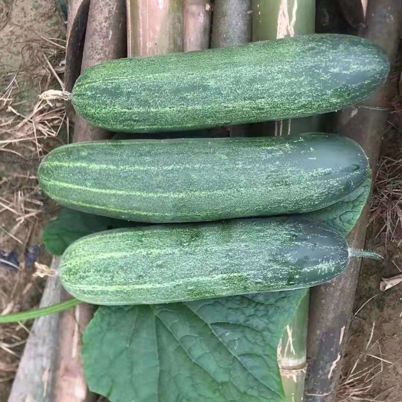 福建漳州优质黄瓜吊瓜大肥瓜水果吊瓜电商供应商一手货源