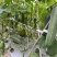福建漳州优质黄瓜吊瓜大肥瓜水果吊瓜电商供应商一手货源