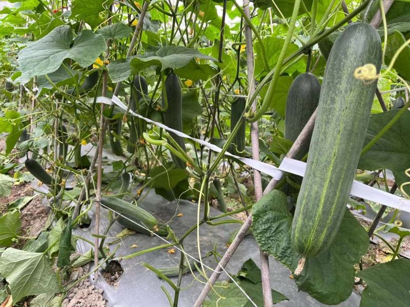 福建漳州优质黄瓜吊瓜大肥瓜水果吊瓜电商供应商一手货源