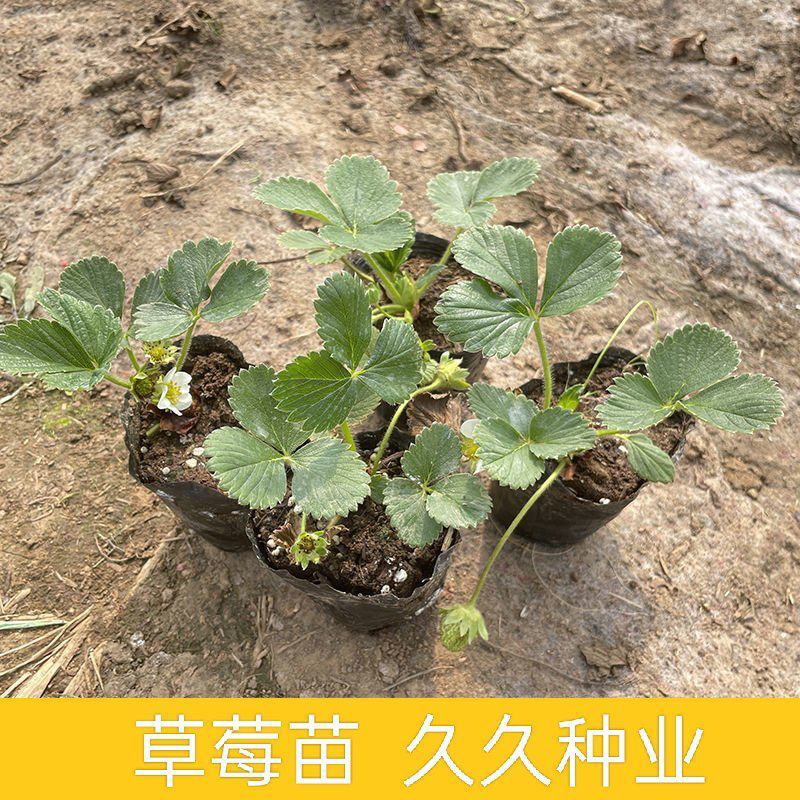 草莓秧苗带盆带土四季草莓苗盆栽地栽南北方当年结果奶油草莓