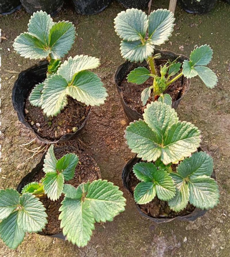 草莓秧苗带盆带土四季草莓苗盆栽地栽南北方当年结果奶油草莓