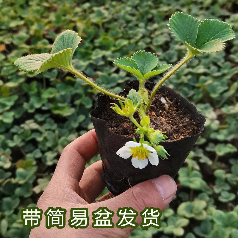 草莓秧苗带盆带土四季草莓苗盆栽地栽南北方当年结果奶油草莓