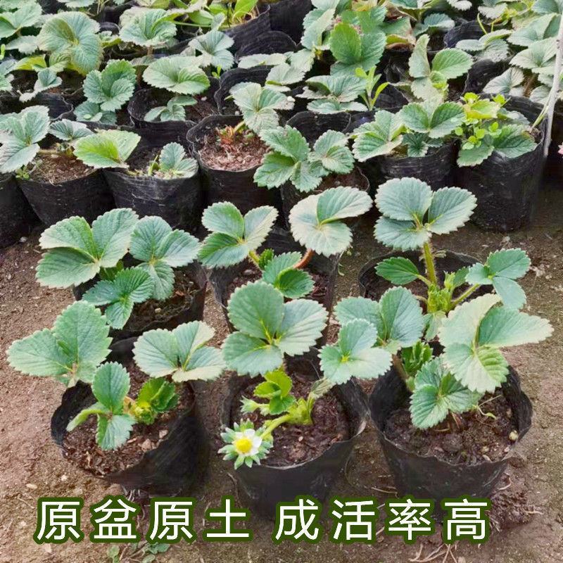 草莓秧苗带盆带土四季草莓苗盆栽地栽南北方当年结果奶油草莓