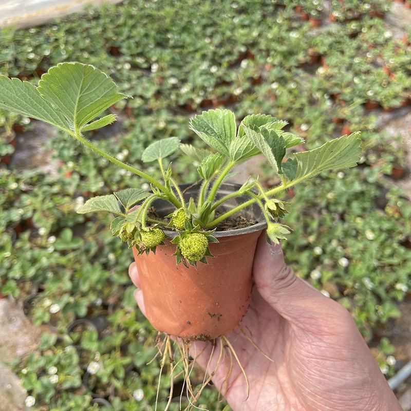 草莓秧苗带盆带土四季草莓苗盆栽地栽南北方当年结果奶油草莓