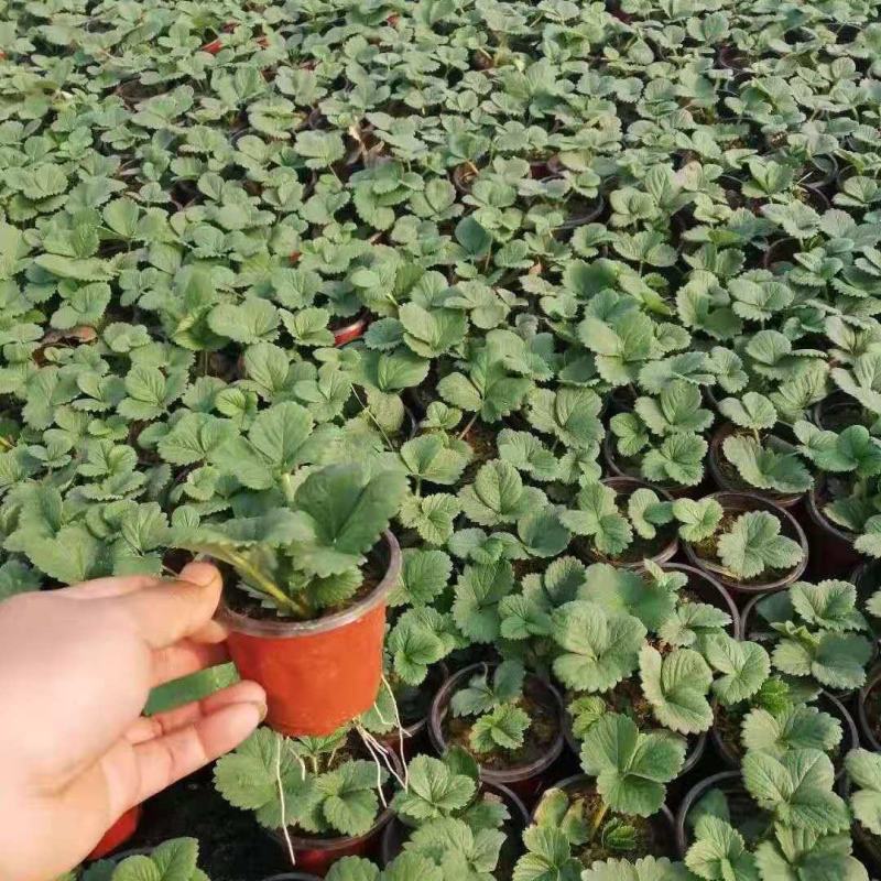 草莓秧苗带盆带土四季草莓苗盆栽地栽南北方当年结果奶油草莓