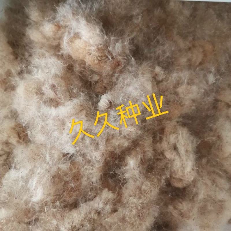 香蒲种子多年生宿根挺水型水生观赏花卉食用东方香蒲草蒲黄蒲