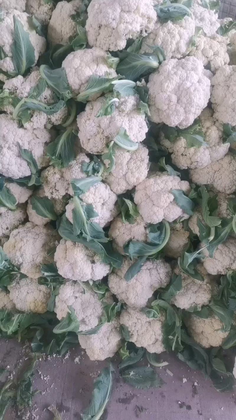 优质有机花菜，青梗，白面，单个一斤多，货量大，价格便宜