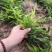 百部苗，百部种植基地，百部一年苗，批发零售，