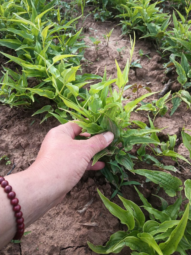 百部苗，百部种植基地，百部一年苗，批发零售，