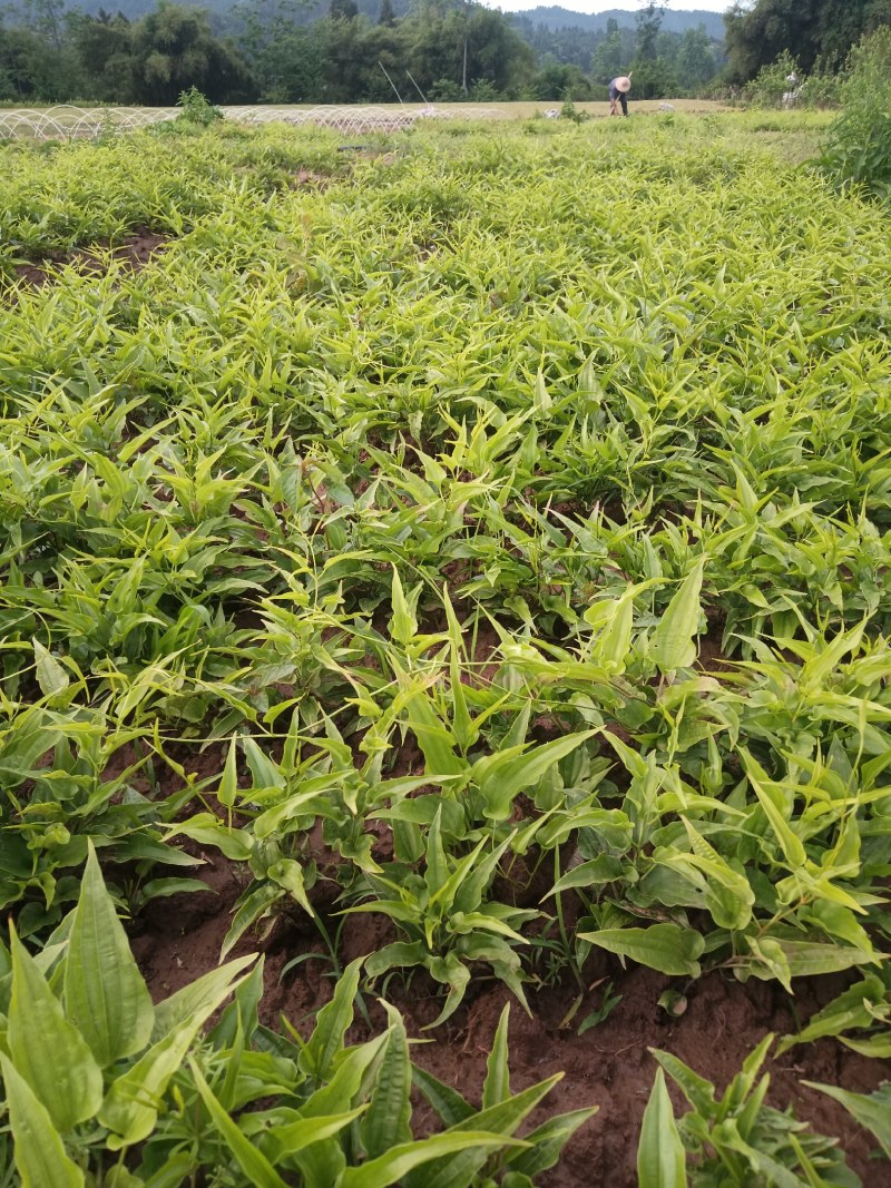 百部苗，百部种植基地，百部一年苗，批发零售，