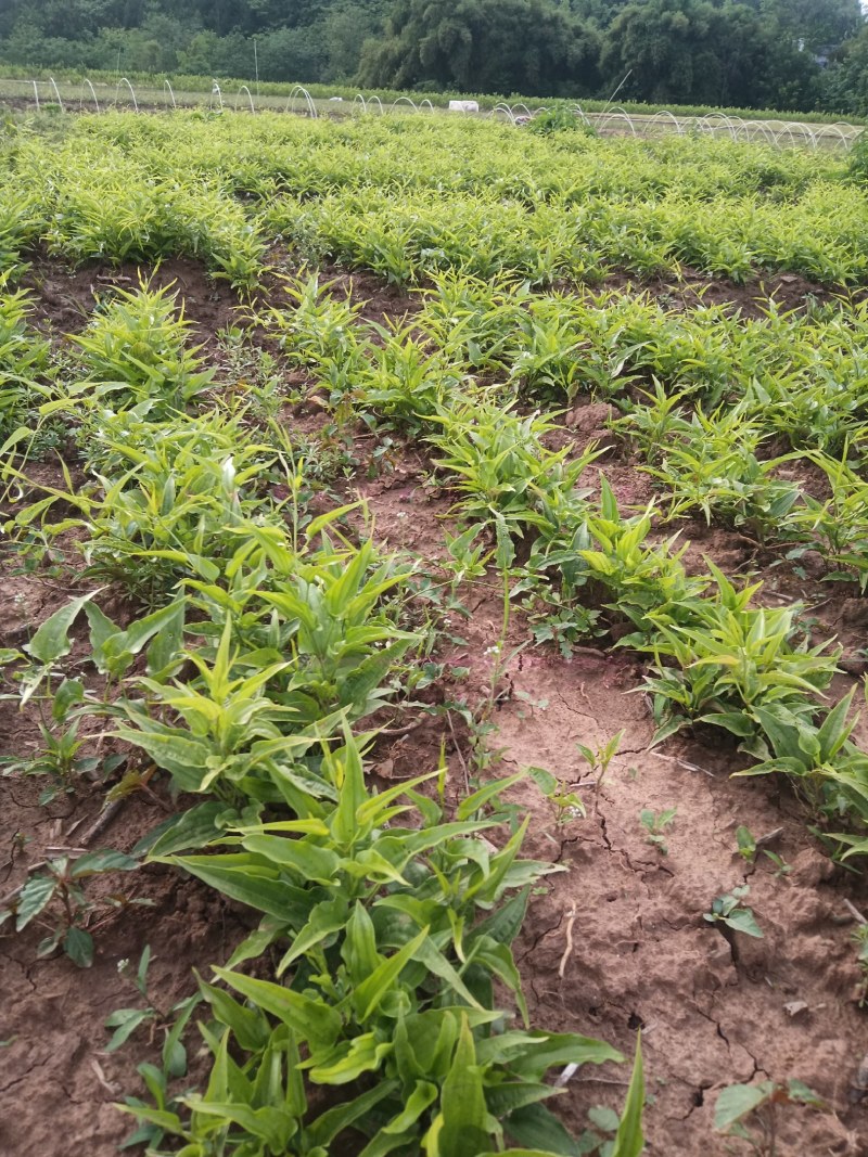 百部苗，百部种植基地，百部一年苗，批发零售，