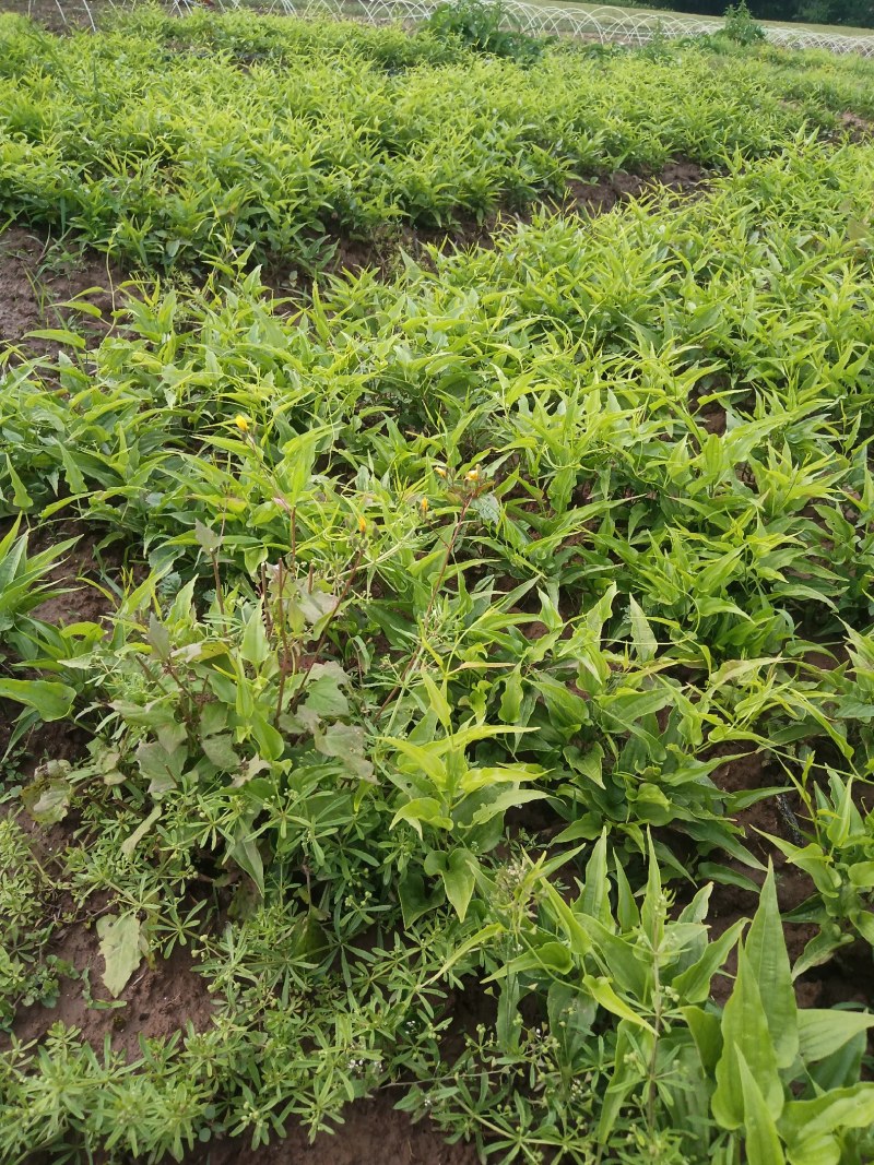 百部苗，百部种植基地，百部一年苗，批发零售，
