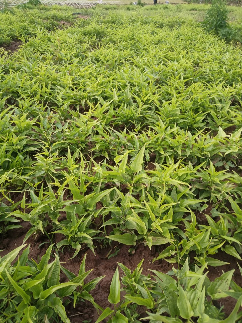 百部苗，百部种植基地，百部一年苗，批发零售，