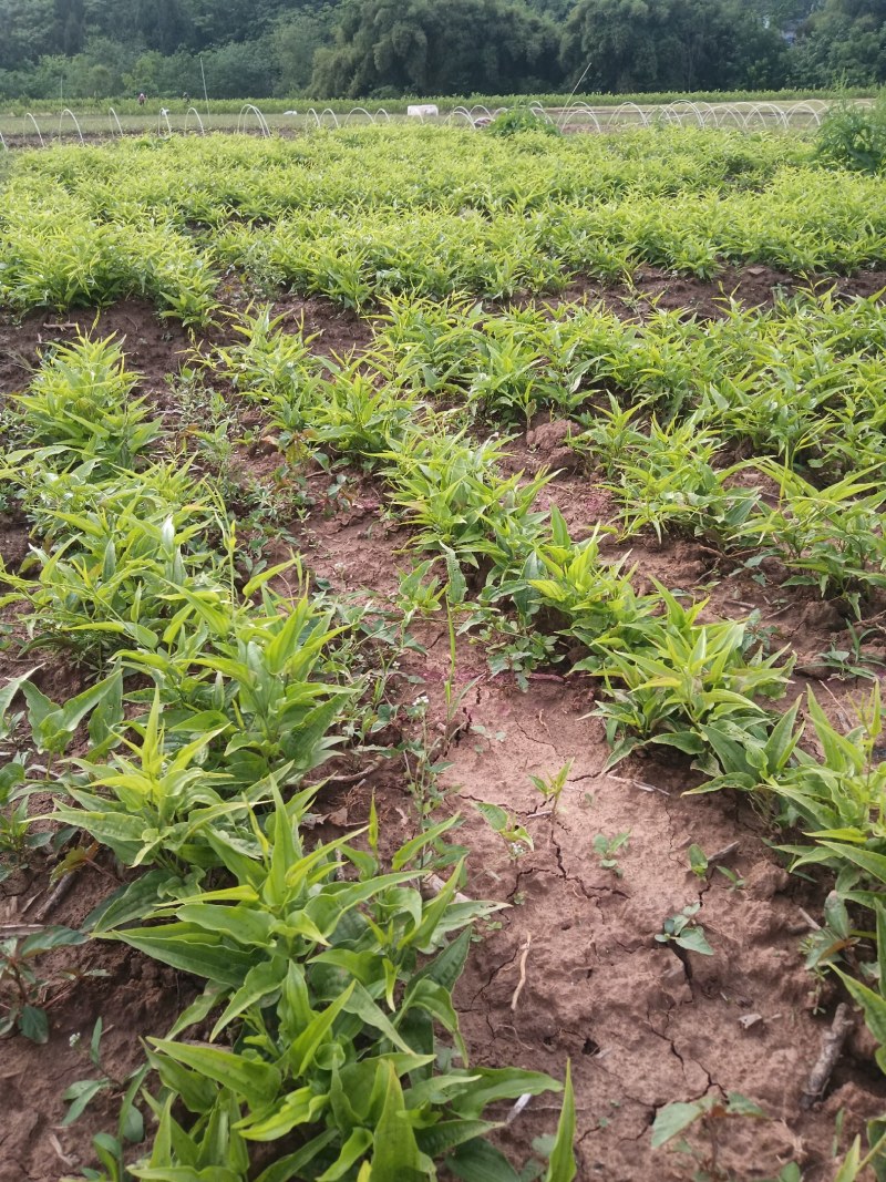 百部苗，百部种植基地，百部一年苗，批发零售，