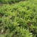 百部苗，百部种植基地，百部一年苗，批发零售，