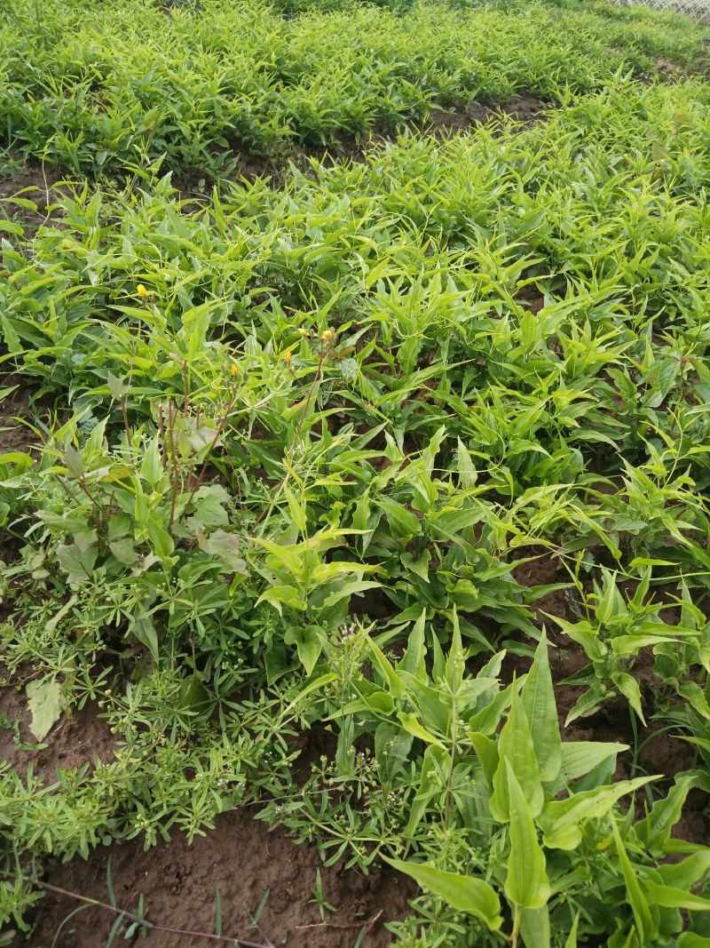 百部苗，百部种植基地，百部一年苗，批发零售，