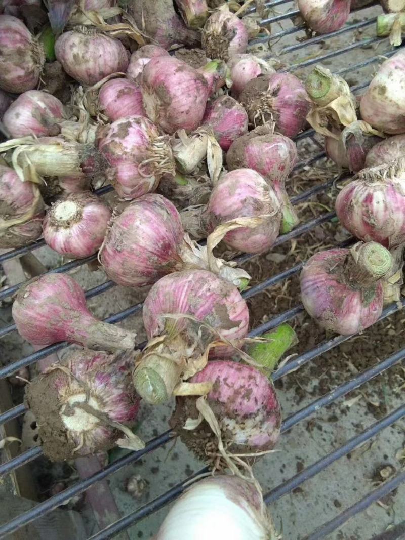 精品大蒜，紫紅皮大蒜，四六半，