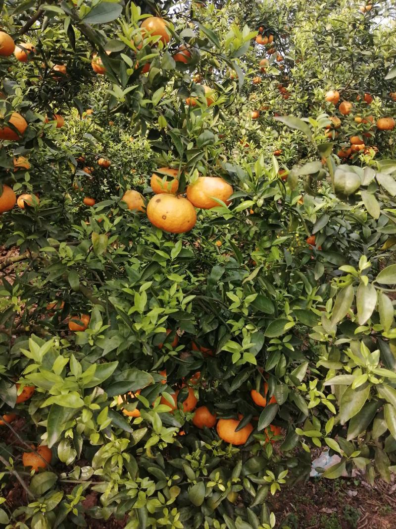 金堂三月红，水皮簿多汁，颜色火红。，不干水，口感纯甜。