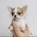 巴哥犬，精品小体型犬，宠物犬送狗粮，送狗笼，全国包邮