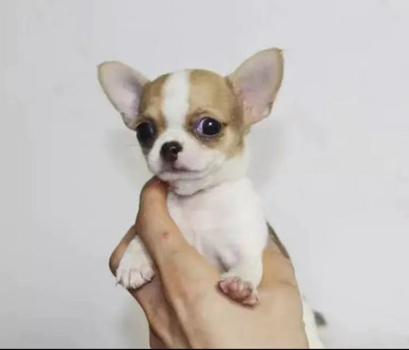 巴哥犬，精品小体型犬，宠物犬送狗粮，送狗笼，全国包邮