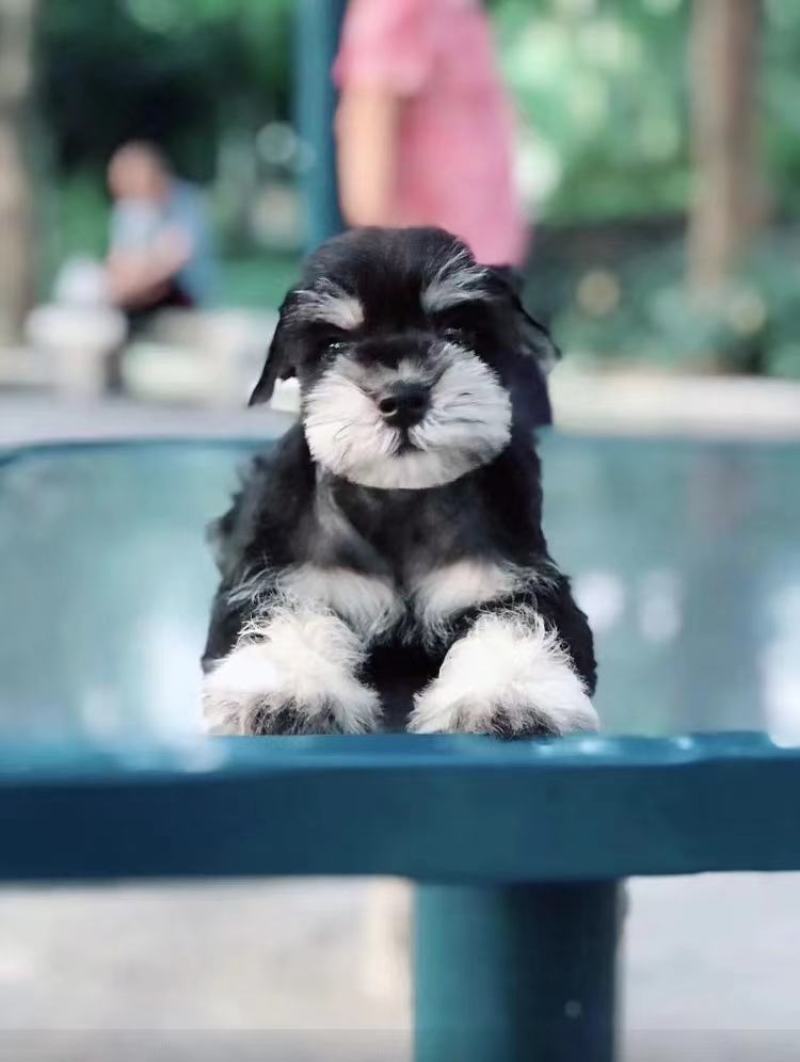 巴哥犬，精品小体型犬，宠物犬送狗粮，送狗笼，全国包邮