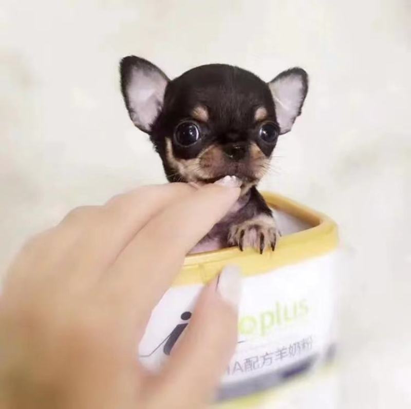 巴哥犬，精品小体型犬，宠物犬送狗粮，送狗笼，全国包邮