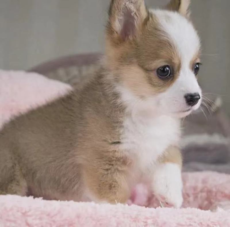 巴哥犬，精品小体型犬，宠物犬送狗粮，送狗笼，全国包邮