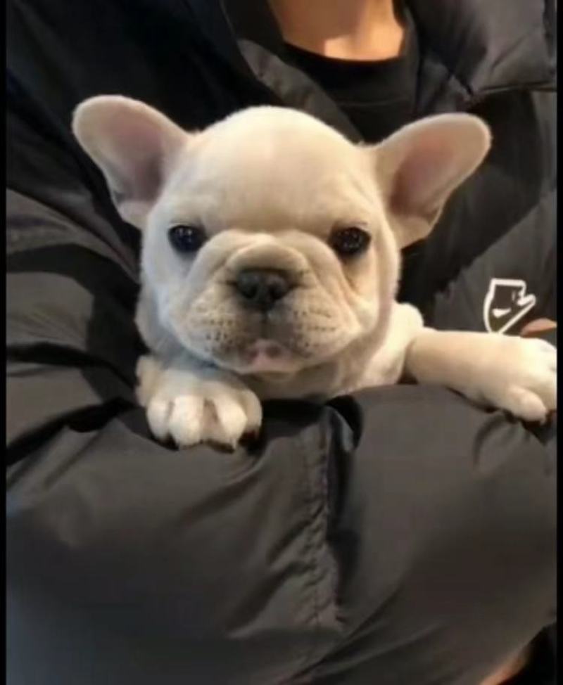 巴哥犬，精品小体型犬，宠物犬送狗粮，送狗笼，全国包邮