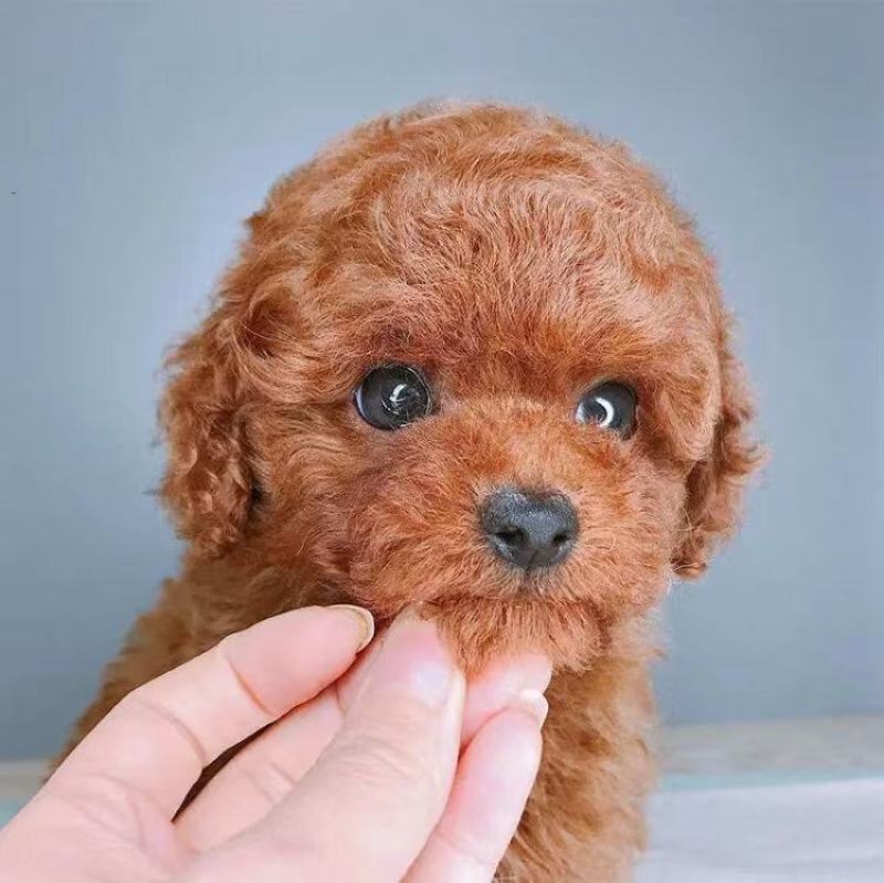 巴哥犬，精品小体型犬，宠物犬送狗粮，送狗笼，全国包邮