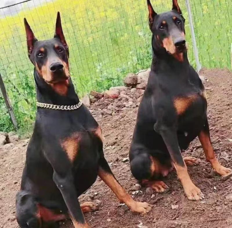 东德牧羊犬黑狼犬送狗粮送狗笼全国包邮