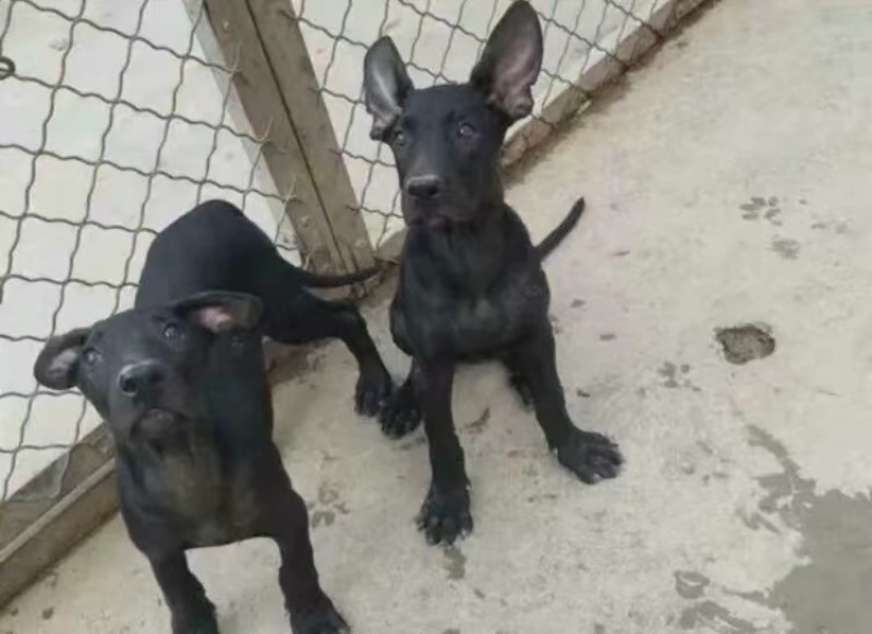 东德牧羊犬黑狼犬送狗粮送狗笼全国包邮
