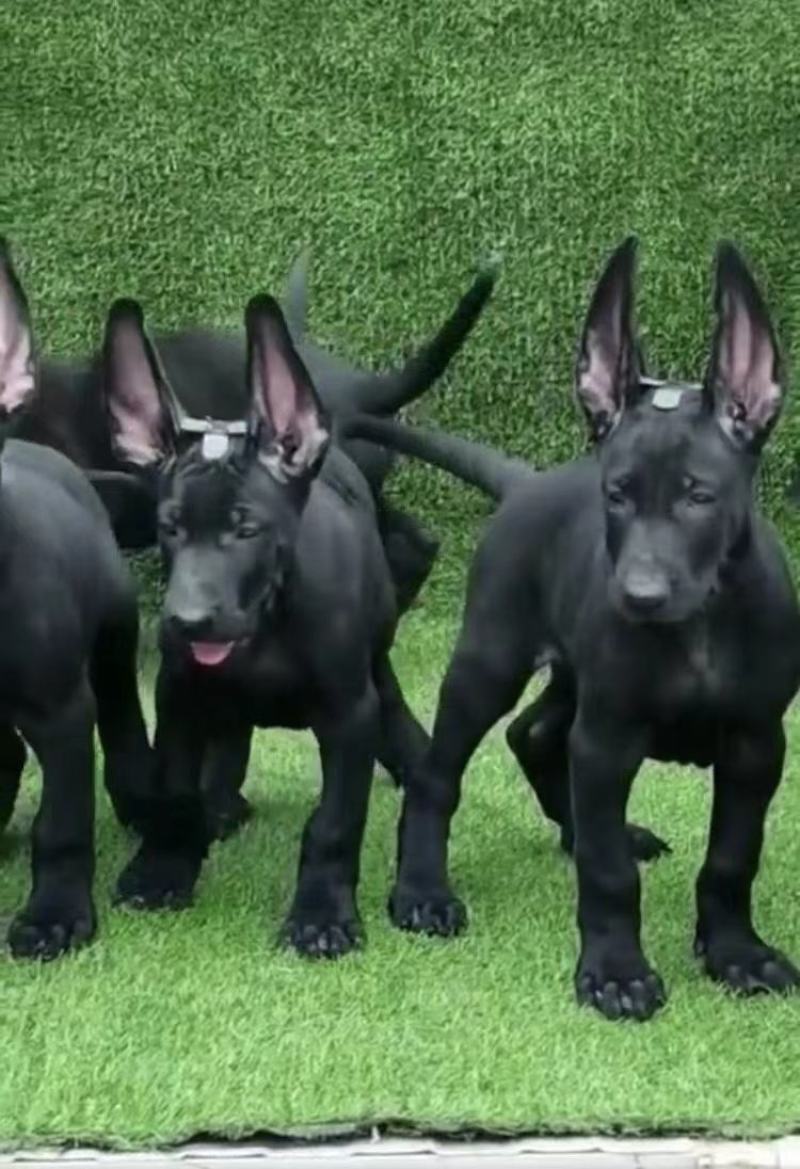 东德牧羊犬黑狼犬送狗粮送狗笼全国包邮