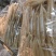 鳝鱼肚海鳗鱼胶大量批发零售鱼胶干货
