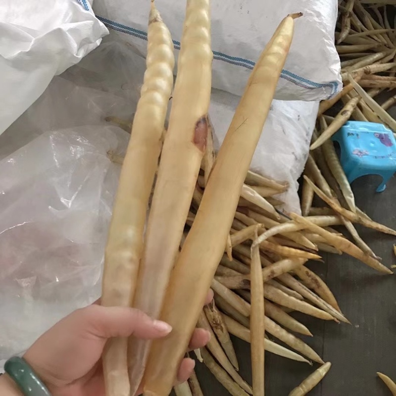 鳝鱼肚海鳗鱼胶大量批发零售鱼胶干货