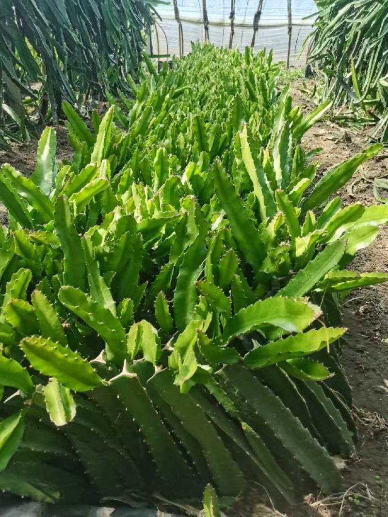 红心火龙果苗——现挖现卖，现挖现卖，30公分，带根