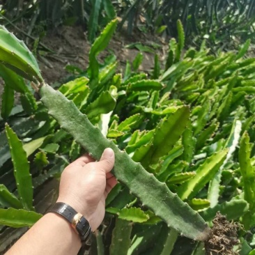 红心火龙果苗——现挖现卖，现挖现卖，30公分，带根