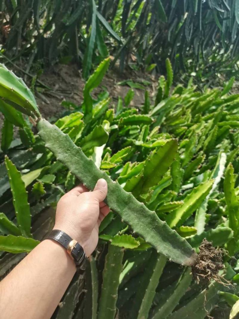 红心火龙果苗——现挖现卖，现挖现卖，30公分，带根