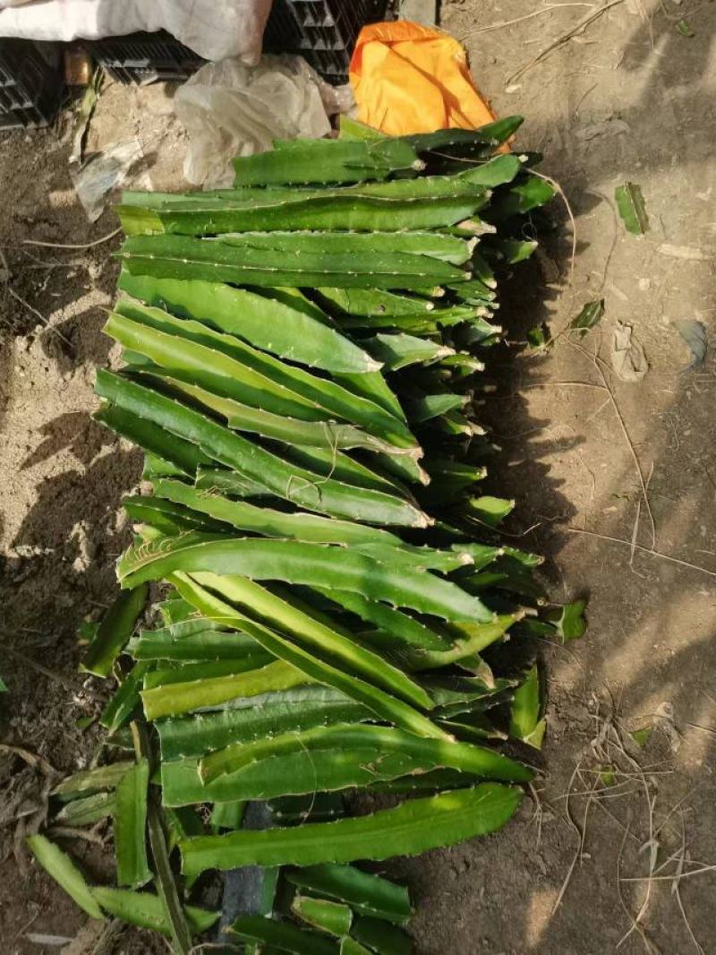 红心火龙果苗——现挖现卖，现挖现卖，30公分，带根