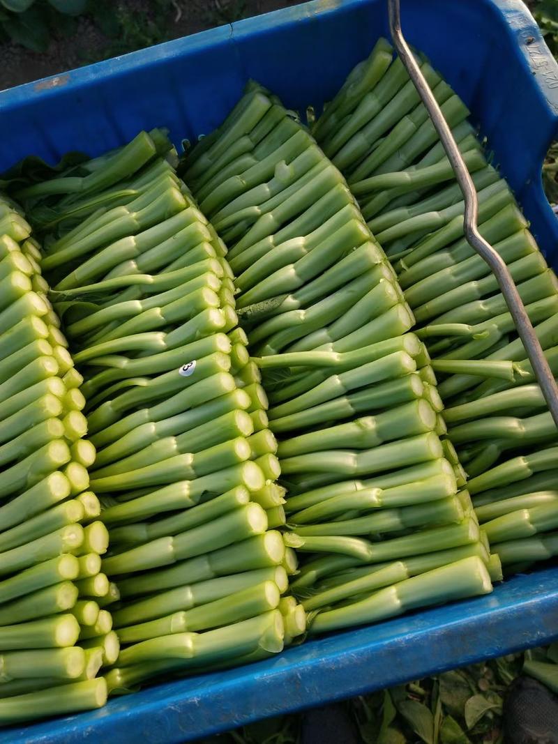 精品蔬菜广东油菜心产地直供承接市场批发一手货源