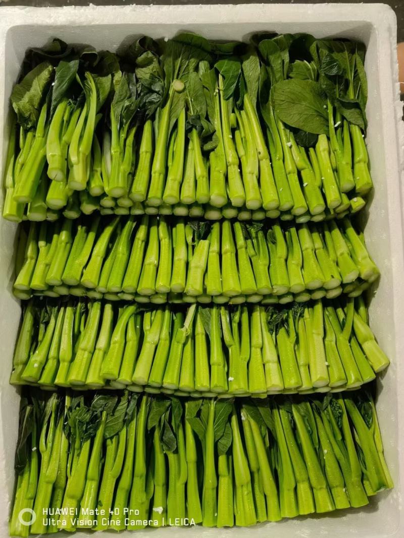 迟菜心广东油菜心产地直供货源充足常年有货一条龙