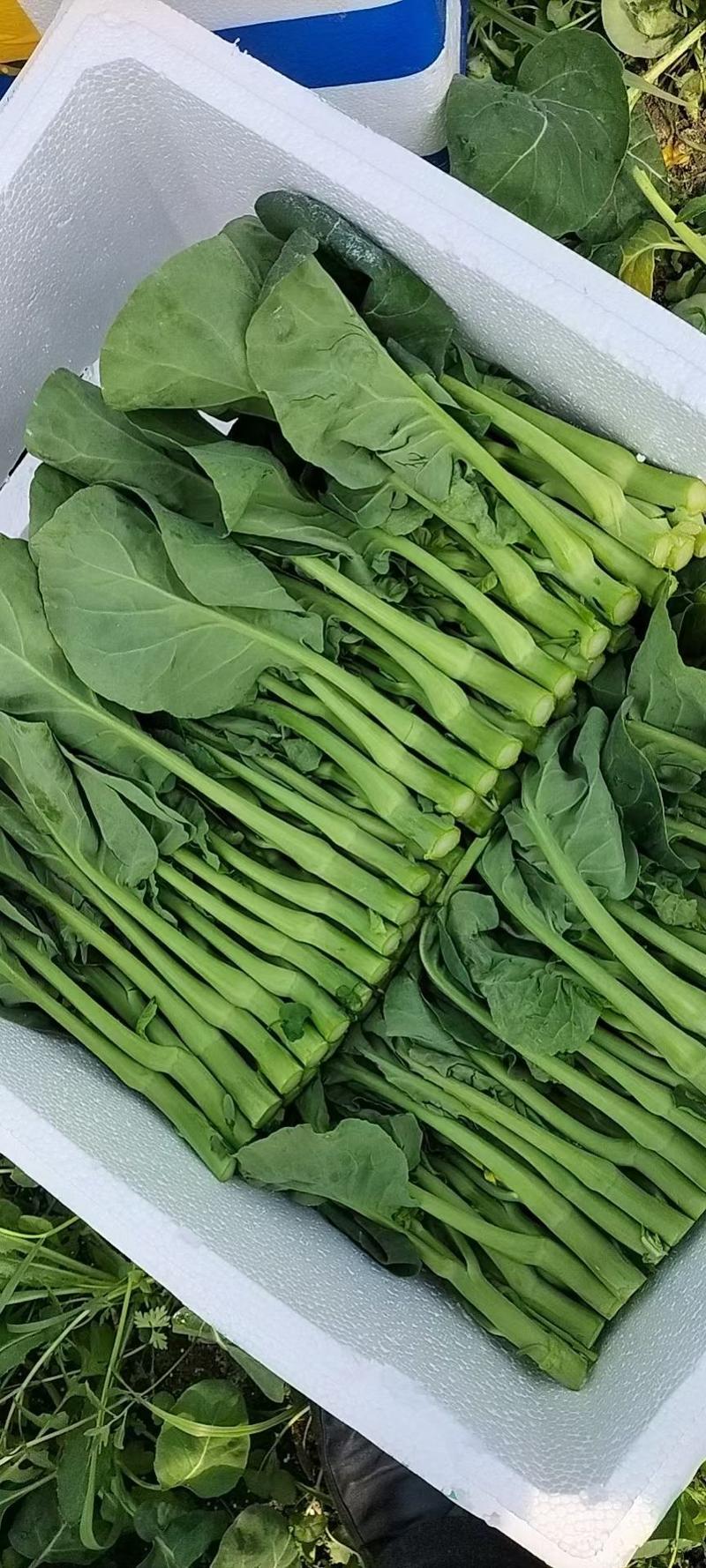 精品蔬菜广东油菜心产地直供承接市场批发一手货源