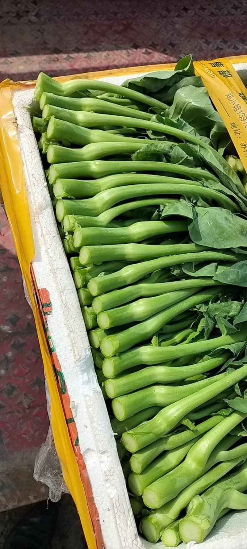 迟菜心广东油菜心产地直供货源充足常年有货一条龙