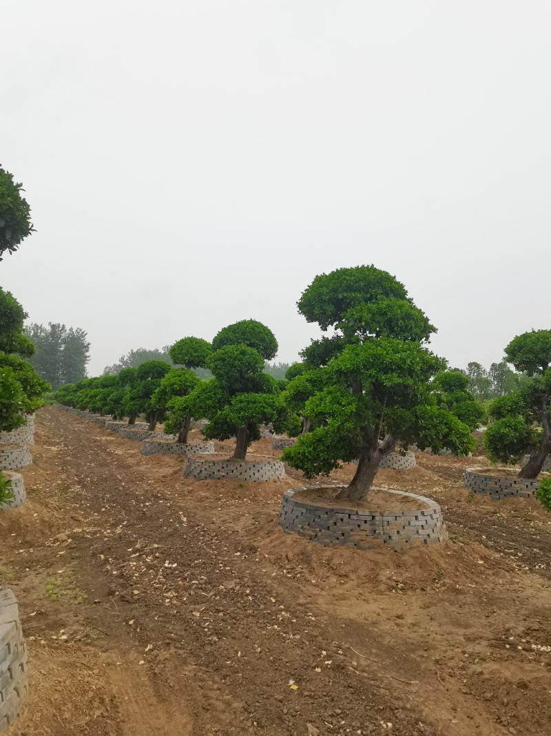 卫茅造型、河南卫茅造型树、造型卫茅树生产零售批发产地