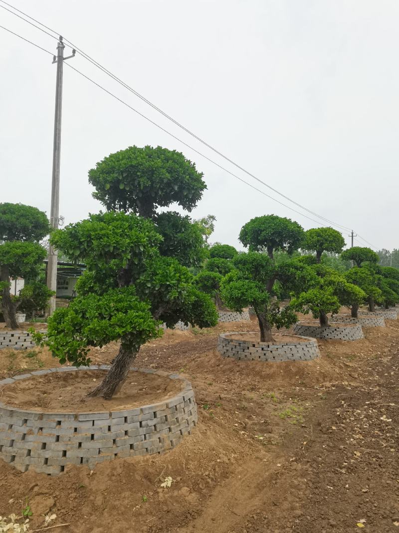 卫茅造型、河南卫茅造型树、造型卫茅树生产零售批发产地