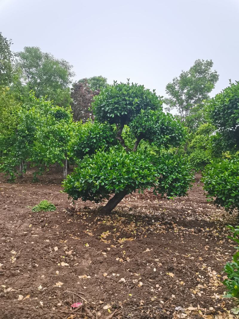卫茅造型、河南卫茅造型树、造型卫茅树生产零售批发产地