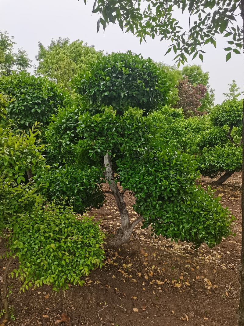 卫茅造型、河南卫茅造型树、造型卫茅树生产零售批发产地