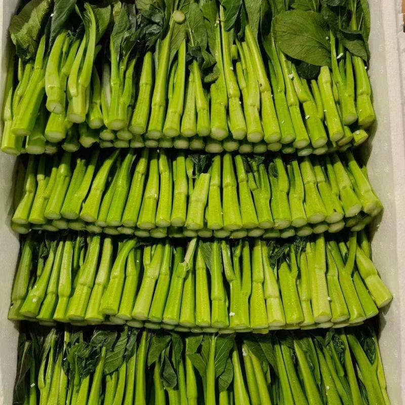 迟菜心广东油菜心产地直供货源充足常年有货一条龙